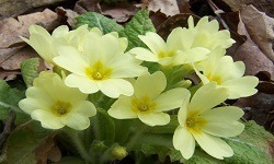Примула – Новий Акрополь – Статті