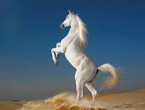 Конь – Новий Акрополь – Статті